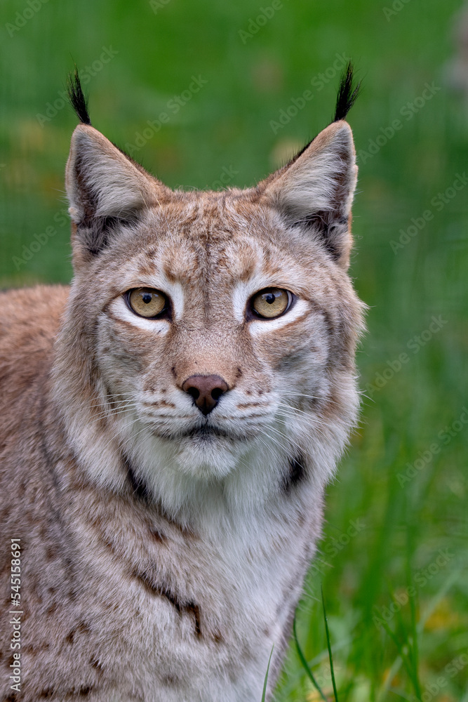 Der Eurasische Luchs im Portrait Der Eurasische Luchs im Portrait