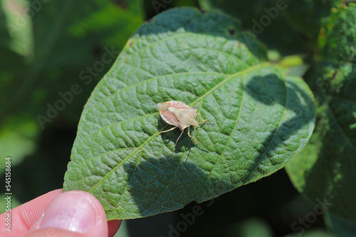 Shield bug, Pentatomidae on a soybean leaf. photo