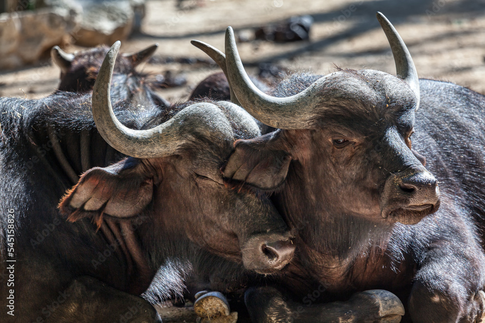 Fototapeta premium African Buffalo animals together . Pair of buffalo wild animals