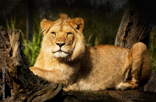 Print op canvas Lioness In Zoo Lying On A Tree Trunk And Looking At The Camera.
