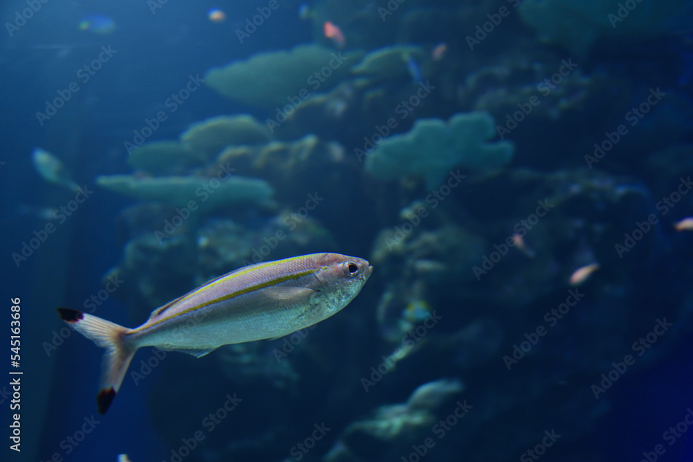 Fototapeta premium 水槽の中