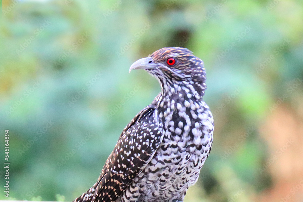 Red eyed hawk bird Red eyed hawk bird