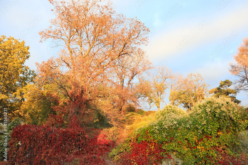  Picturesque autumn landscape in Hryshka National Botanical Garden of the National Academy of Sciences of Ukraine in Kyiv