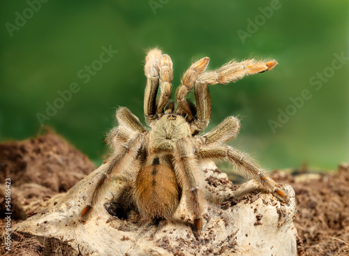 Closeup of the male of Spider Tarantula Psalmopoeus cambridgei, also known as trinidad chevron, in threatening position on green background. Back view.