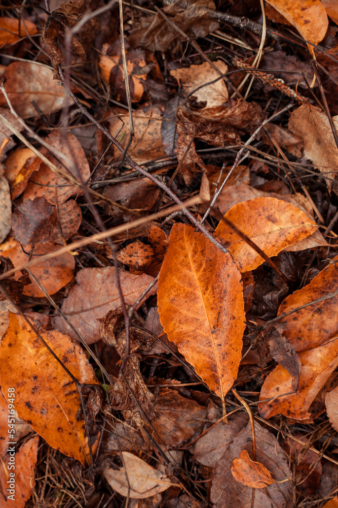Orange leafs on the forest floor in autumn