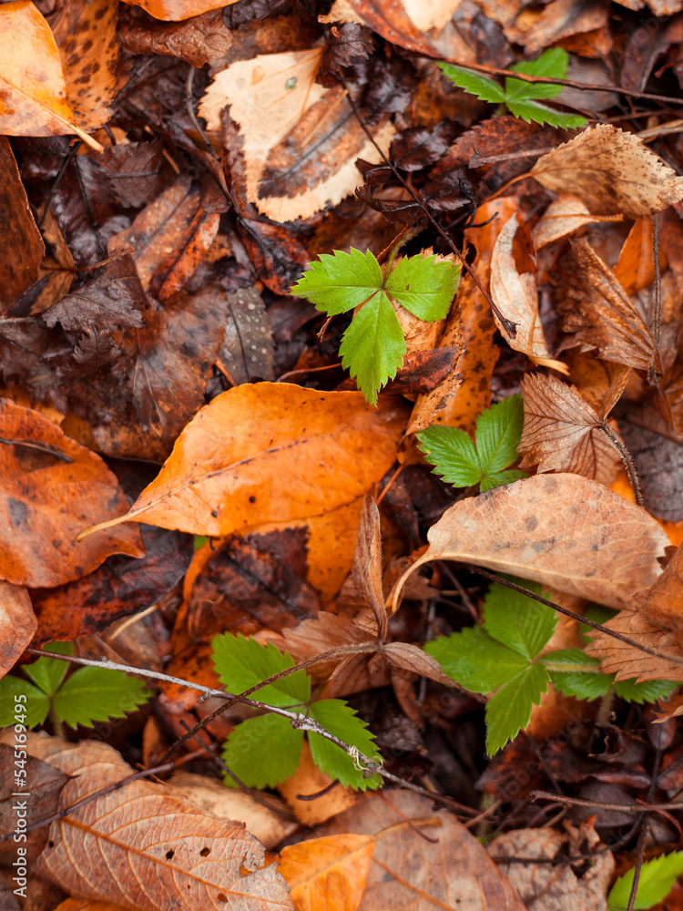 Green leafs and brown leafs on the forest floor Green leafs and brown leafs on the forest floor