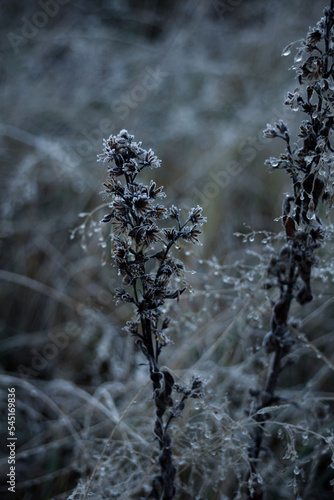 Frost covered dried flowers in fall