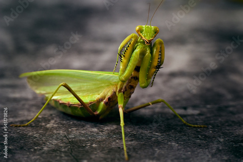 Fotografi Large green praying mantis attacking stance on a darck background