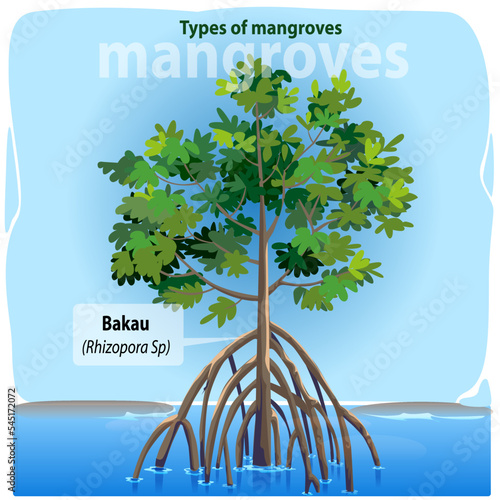 Vector illustration, bakau or rhizopora sp is one of the many types of mangroves found in Indonesia.