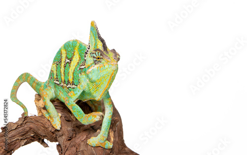 Chameleon in photostudio