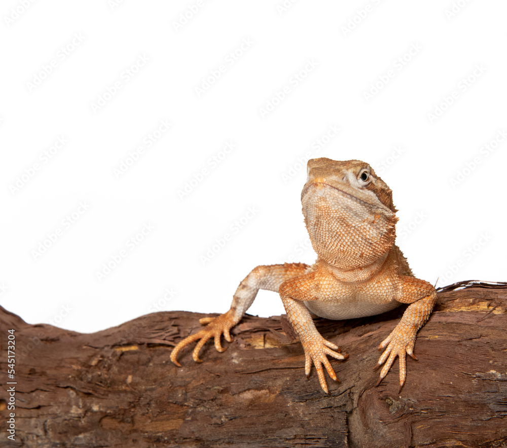 Naklejka premium Dwarf bearded dragon in studio