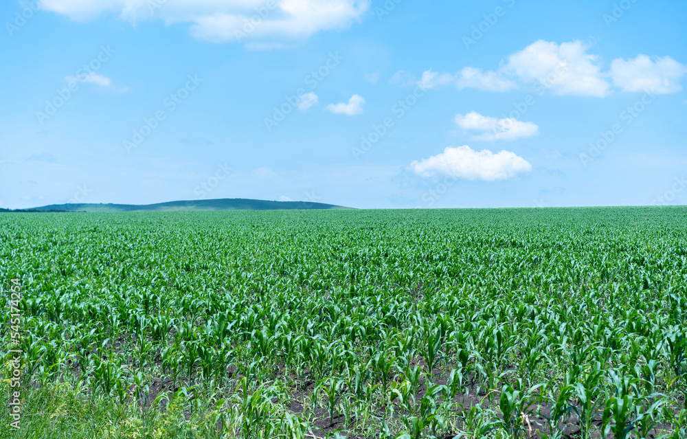 Huge field of growing corn