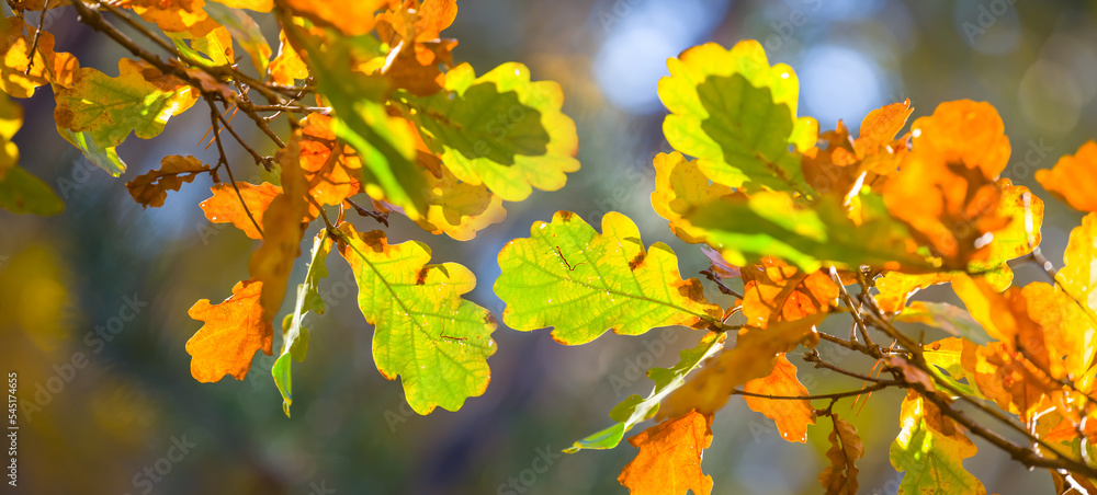closeup red dry oak tree branch in forest, autumn outdoor background closeup red dry oak tree branch in forest, autumn outdoor background