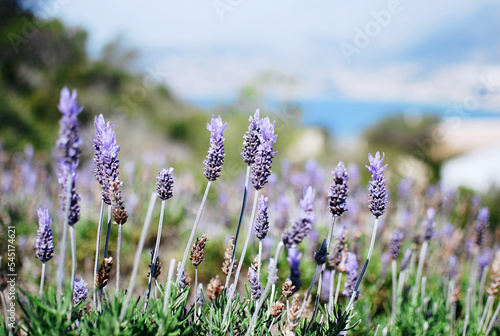 Fotografia Close-up Of Purple Flowering Plants On Field