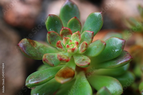 eszeweria Echeveria 'Pink Ruby'