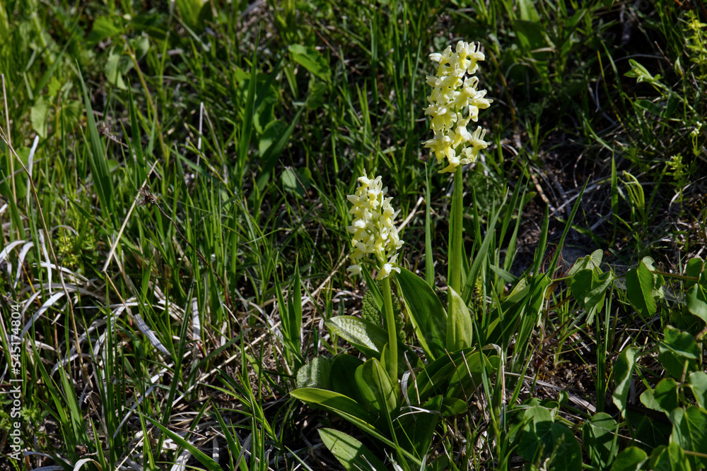  Ciepłolubne zbocza kserotermalne wiosną ozdabia Storczyk blady (Orchis pallens L.) piękna roślina z rodziny storczykowatych - obrazy, fototapety, plakaty 