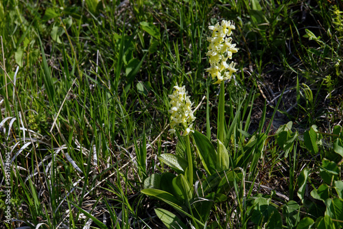  Ciepłolubne zbocza kserotermalne wiosną ozdabia Storczyk blady (Orchis pallens L.) piękna roślina z rodziny storczykowatych