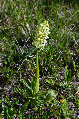  Ciepłolubne zbocza kserotermalne wiosną ozdabia Storczyk blady (Orchis pallens L.) piękna roślina z rodziny storczykowatych