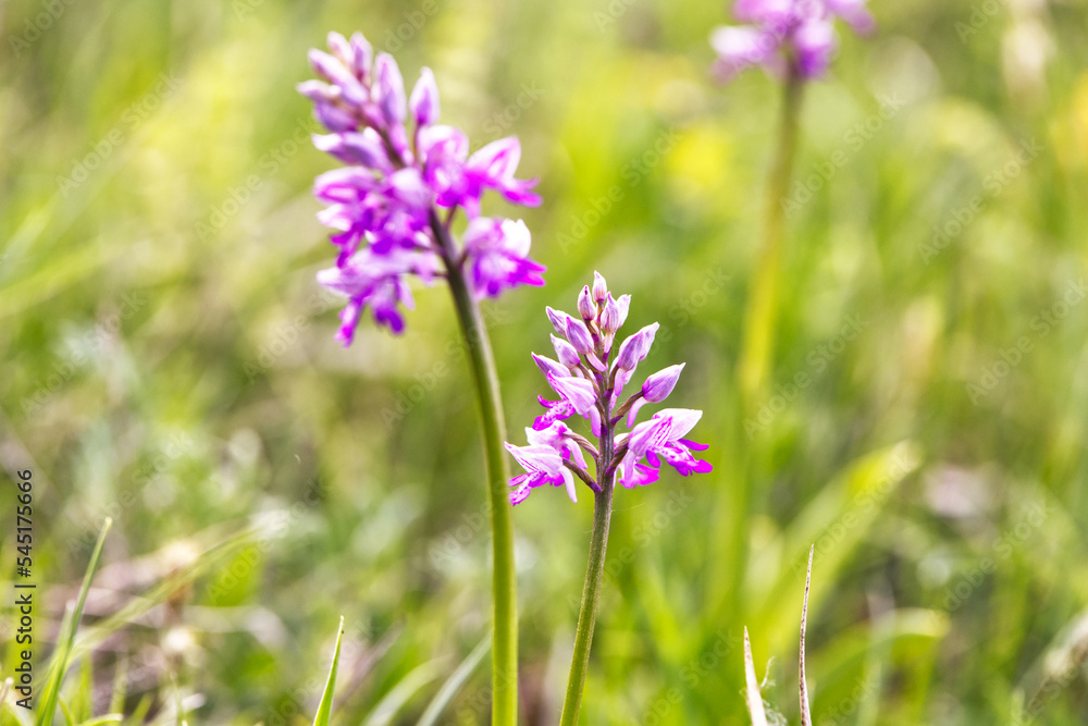 Ciepłolubne zbocza kserotermalne wiosną ozdabia Storczyk kukawka[ (Orchis militaris L.) piękna roślina z rodziny storczykowatych
Ciepłolubne zbocza kserotermalne wiosną ozdabia Storczyk kukawka[ (Orchis militaris L.) piękna roślina z rodziny storczykowatych