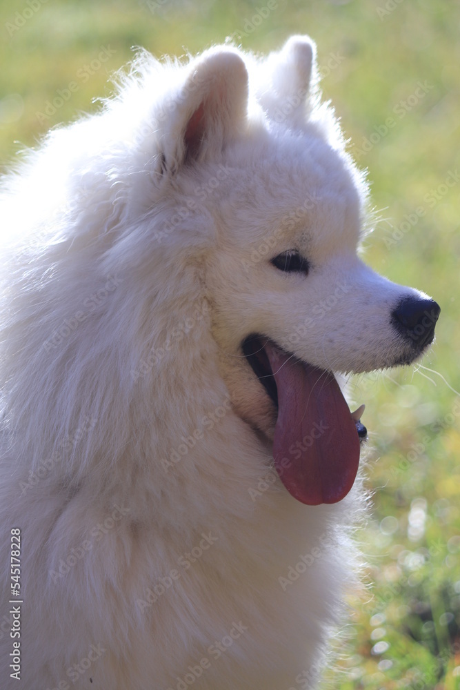 Fototapeta premium Portrait of white samoyed puppy