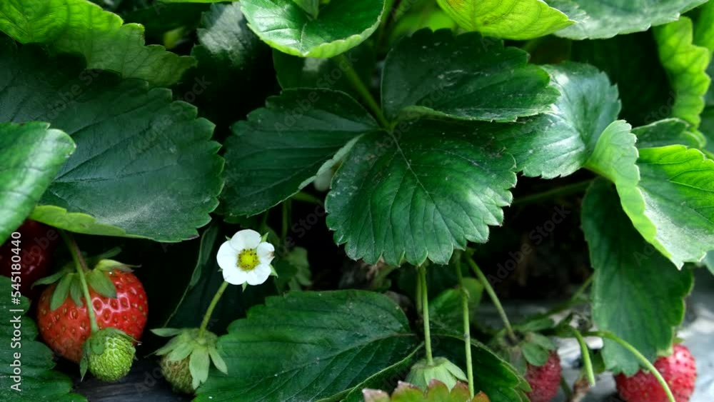 strawberry gathering close up strawberry gathering close up
