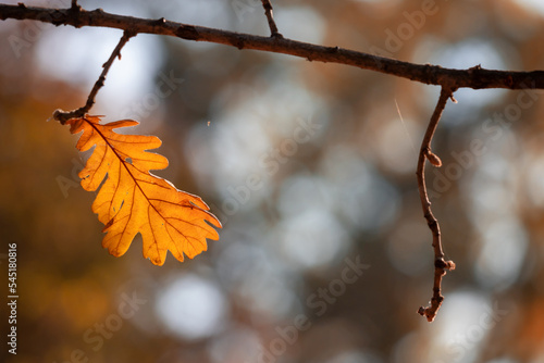 One last autumn oak leaf on a branch.