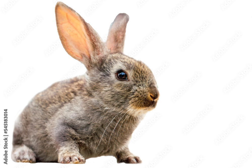 Furry cute rabbit on white background isolated Furry cute rabbit on white background isolated