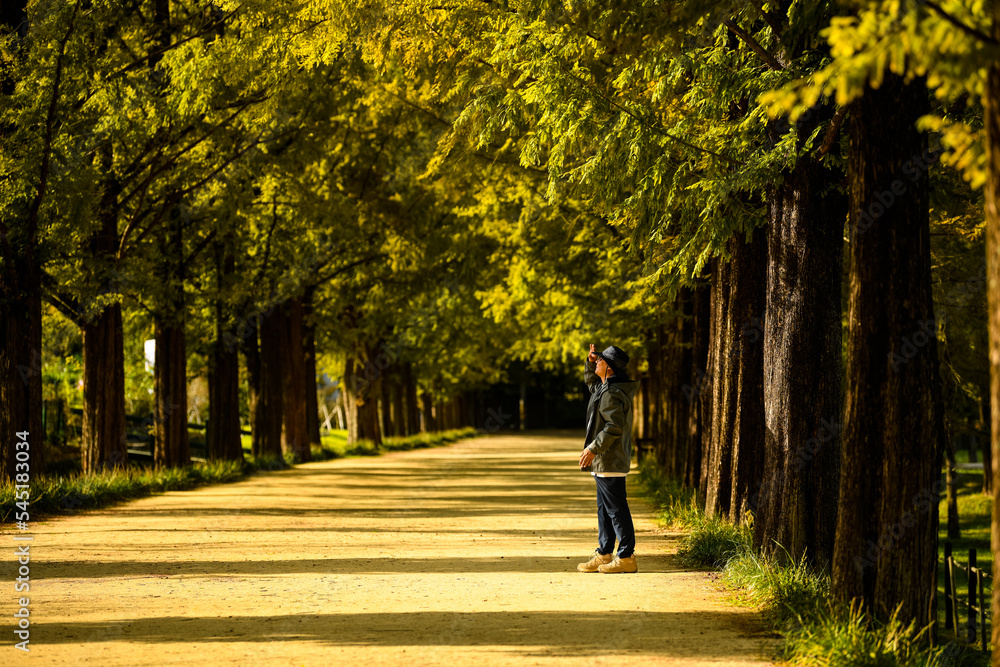 Beautiful trees in Damyang Metasequoia in Korea Beautiful trees in Damyang Metasequoia in Korea