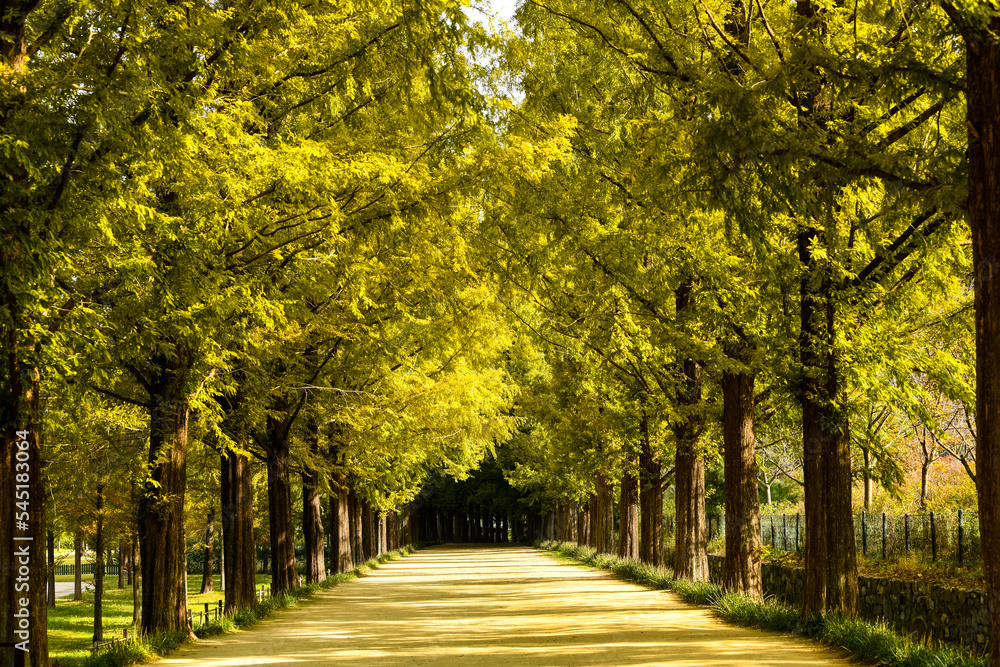 Naklejka premium Beautiful trees in Damyang Metasequoia in Korea