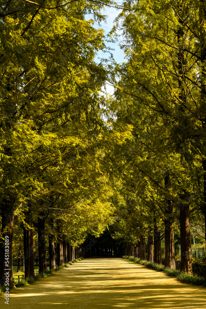 Fototapeta premium Beautiful trees in Damyang Metasequoia in Korea