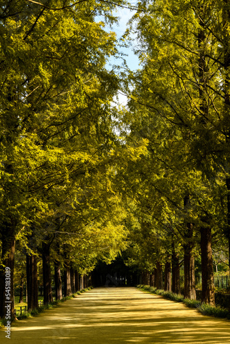 Beautiful trees in Damyang Metasequoia in Korea