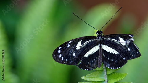 Butterfly with black and white wings at a butterfly garden in Mindo, Ecuador
