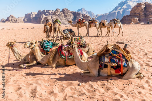A view of  a group of camels ready to set off in the desert landscape in Wadi Rum, Jordan in summertime © Nicola