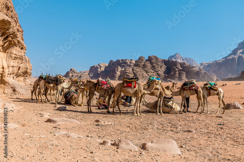 A view of  a group of camels in the desert landscape in Wadi Rum, Jordan in summertime © Nicola