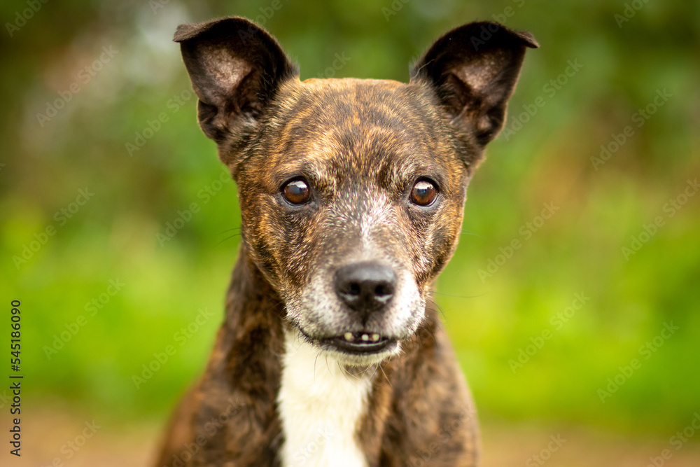 A mixedbreed dog eager to go A mixedbreed dog eager to go