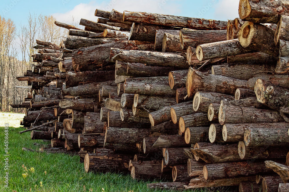 Stacks of logs piled high after recent cutting down of trees Stacks of logs piled high after recent cutting down of trees