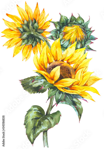 Watercolor Sunflowers Bouquet Transparent PNG