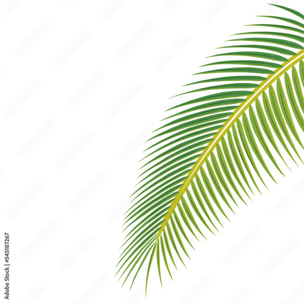 Obraz premium palm tree leaf