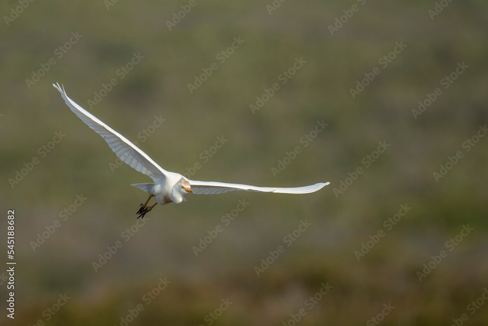 Western cattle egret (Bubulcus ibis) in flight (flying). Western Cape. South Africa Western cattle egret (Bubulcus ibis) in flight (flying). Western Cape. South Africa