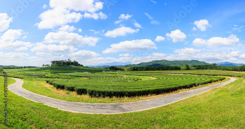 panorama green tea plantation and curve road in front with blue sky background,