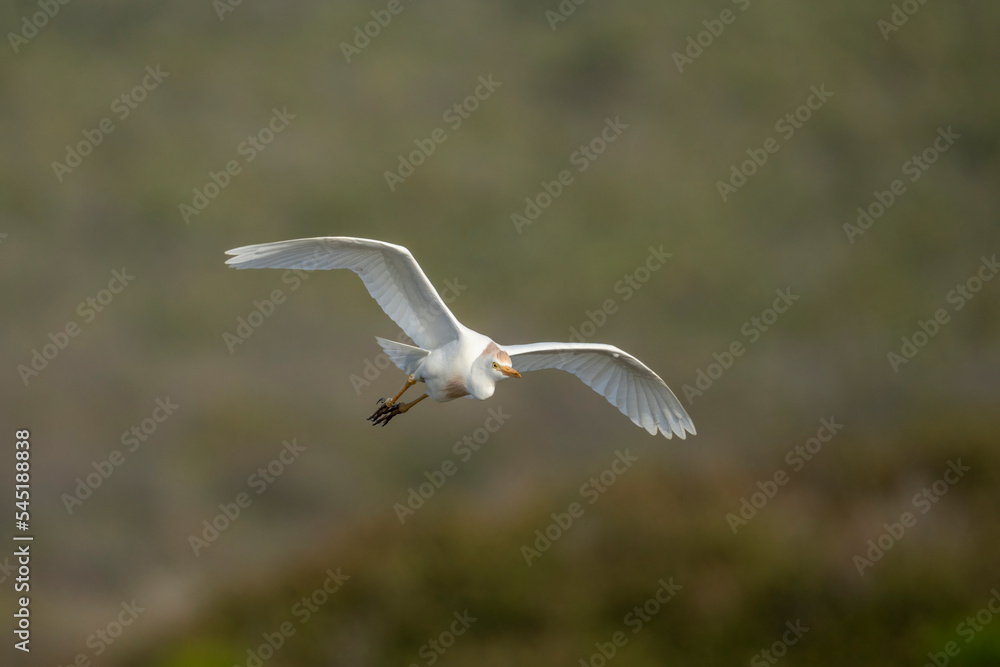 Western cattle egret (Bubulcus ibis) in flight (flying). Western Cape. South Africa