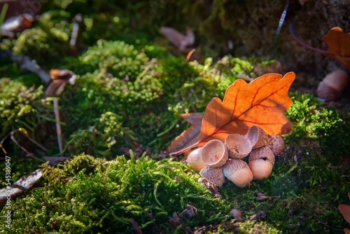 Forest still life on moss with acorns