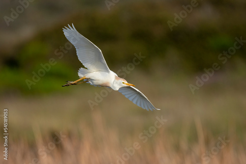 Western cattle egret (Bubulcus ibis) in flight (flying). Western Cape. South Africa © Roger de la Harpe
