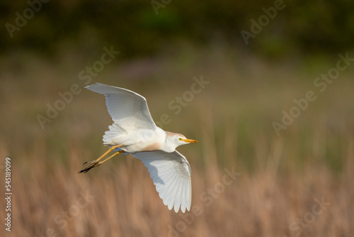 Fényképezés Western cattle egret (Bubulcus ibis) in flight (flying)