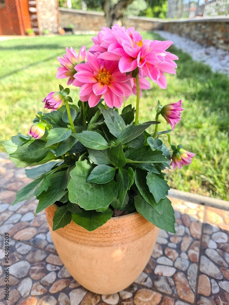 flowers in pots flowers in pots