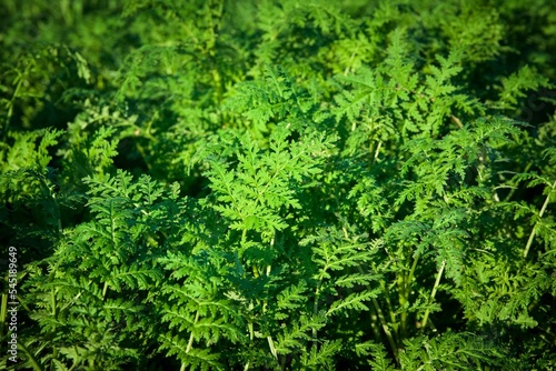 Green carrot leaves on the field  background