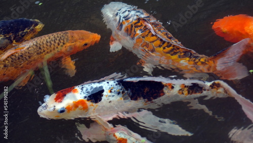 Colorful koi in a pond at a butterfly garden in Mindo, Ecuador