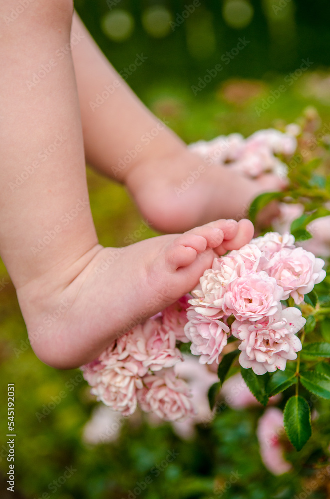 Tender beautiful little pink baby legs of a one year old girl on rose flowers in the garden Tender beautiful little pink baby legs of a one year old girl on rose flowers in the garden