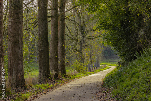 Pathway and beautiful trees track in the park