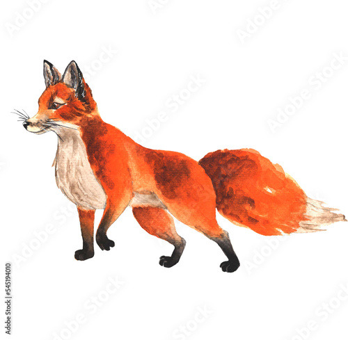 Obraz na plátně Watercolor red fox isolated on white background
